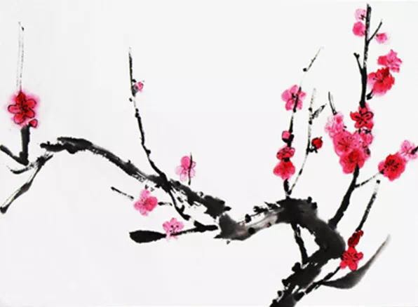 “梅迷”踏雪尋“梅”所為何？